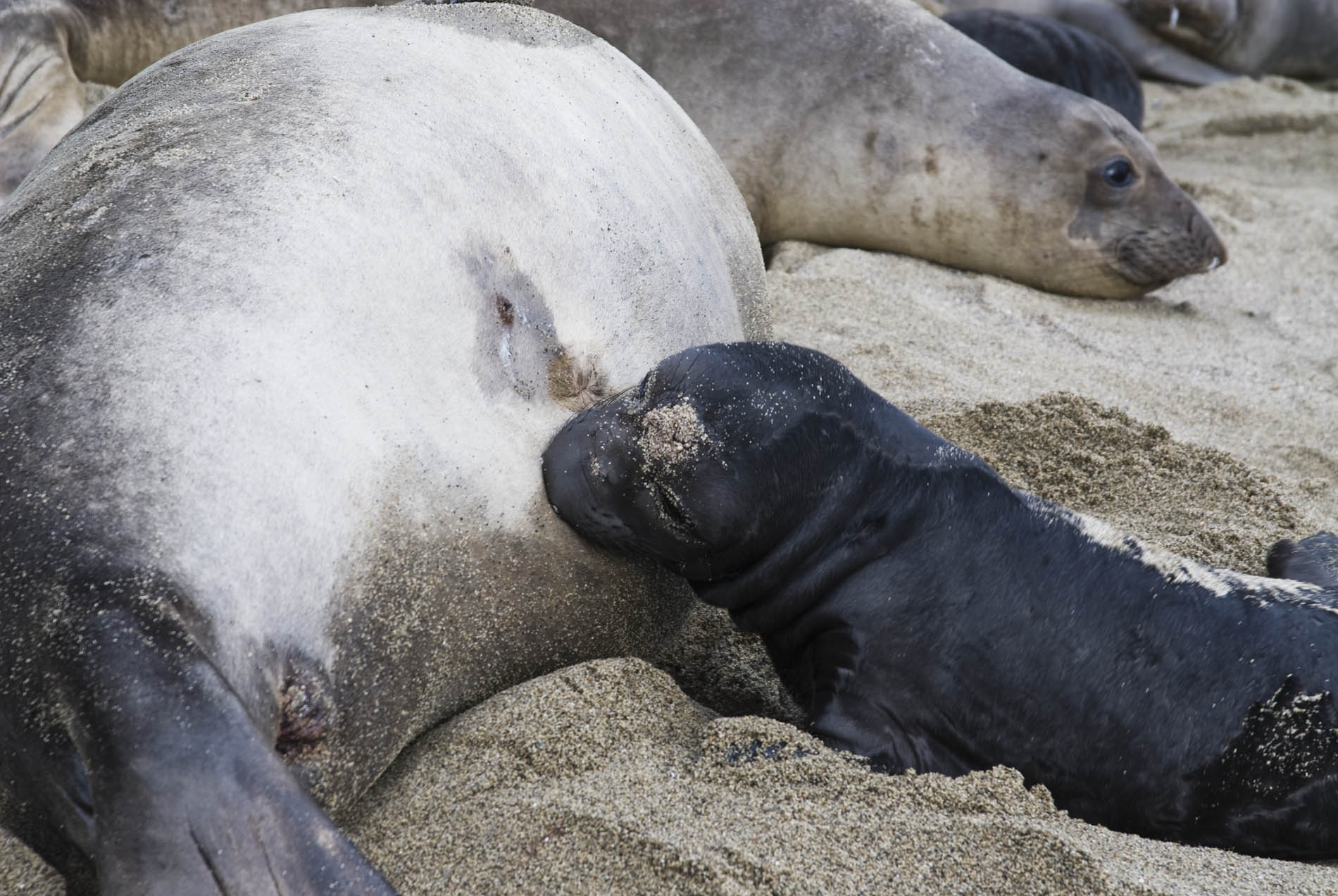 Getting Way Too Close To Mating Elephant Seals Pics Matador Network 