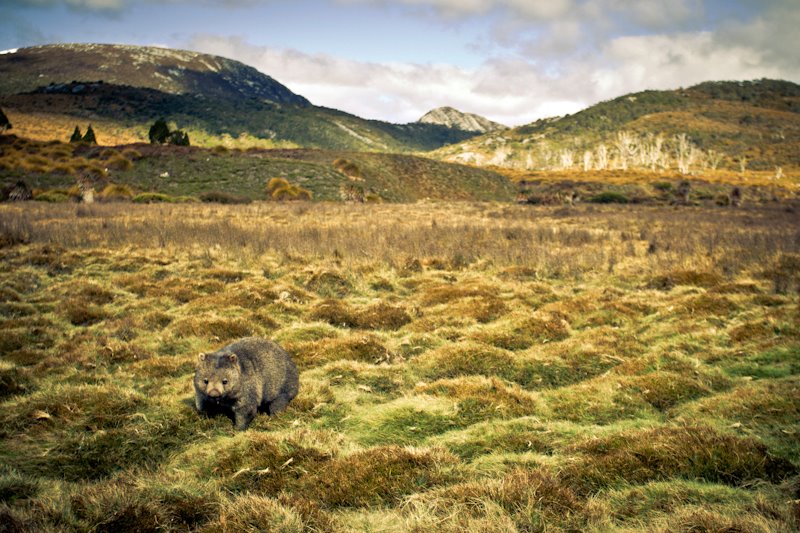 The trouble with wilderness; or, getting back to the wrong nature image