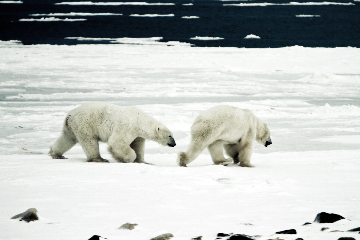 who are a polar bears predators who are a polar bears predators