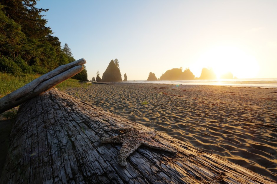 ABW01-starfish-shi-shi-beach-940x626.jpe